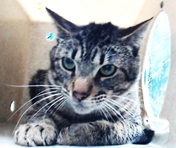 CHANO - Domestic Short Hair available for adoption