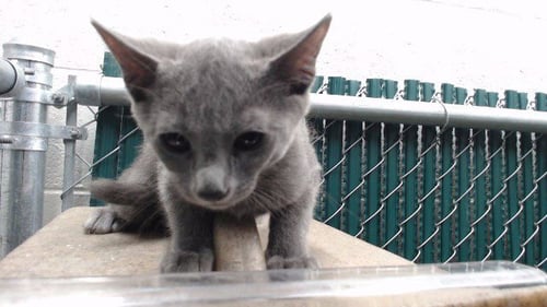 WES - Domestic Short Hair available for adoption
