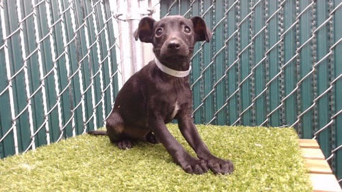 OWALA - Miniature Schnauzer available for adoption