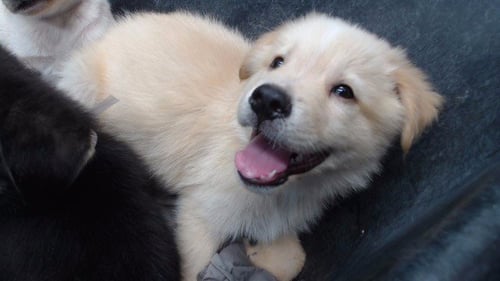A5797455 - Siberian Husky available for adoption