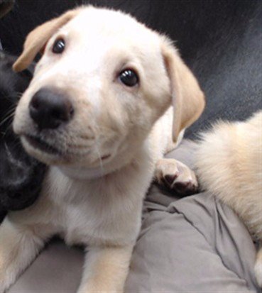 A5797451 - Siberian Husky available for adoption