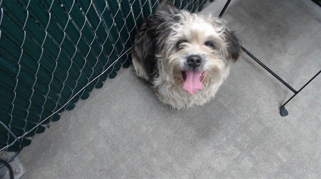 MAXAMIL - Terrier available for adoption