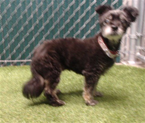 BERTHA - Terrier available for adoption