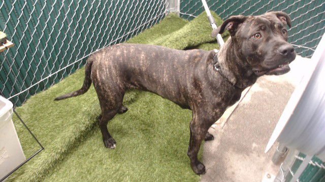 BABY - Cane Corso Mastiff available for adoption