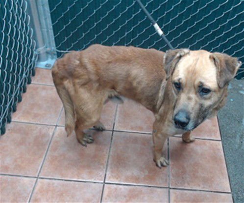 SEVILLE - German Shepherd Dog available for adoption