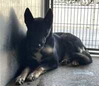 MAX - Photo 1