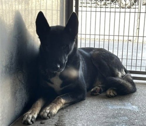 MAX - Belgian Shepherd Malinois available for adoption