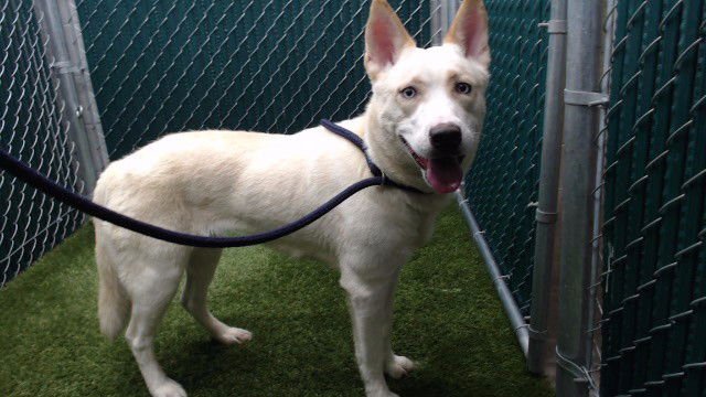 ALASKA - Siberian Husky available for adoption