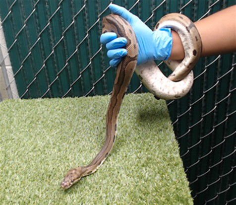 KAA - Snake available for adoption