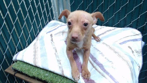 CYNTHIA - Chihuahua available for adoption