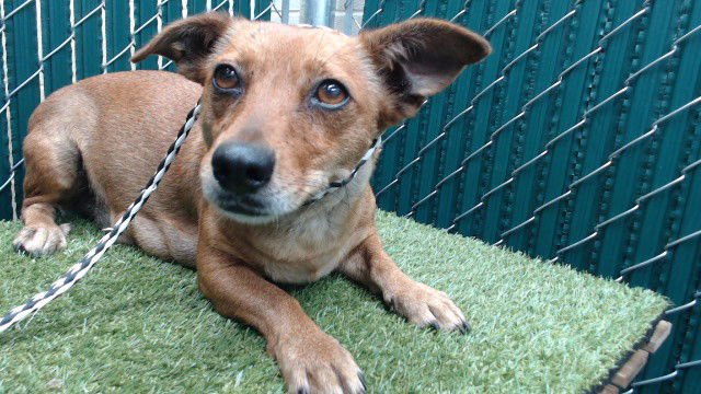 SHELLY - Chihuahua available for adoption