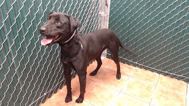 STELLA - Labrador Retriever available for adoption