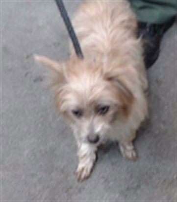 COW - Terrier available for adoption