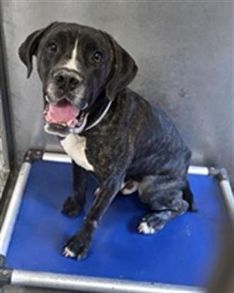 BROLY - Cane Corso Mastiff available for adoption