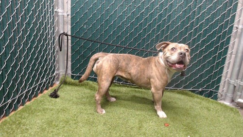 REBECCA - American Bulldog available for adoption