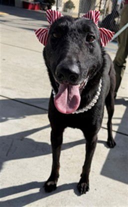 LAYLA - Belgian Shepherd Malinois available for adoption