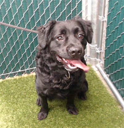 TURNER - Labrador Retriever available for adoption