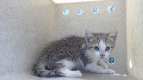 RASCAL - Domestic Short Hair available for adoption