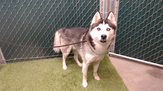 DANIEL - Siberian Husky available for adoption