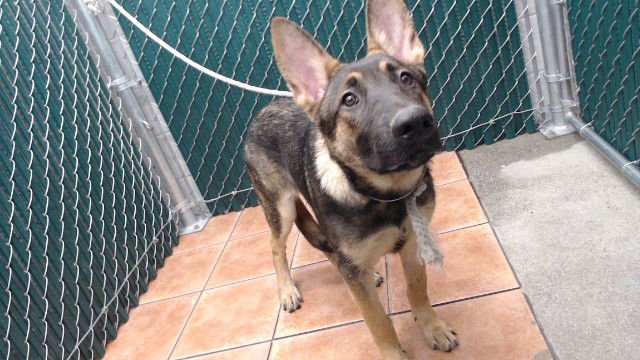 JANEL - German Shepherd Dog available for adoption