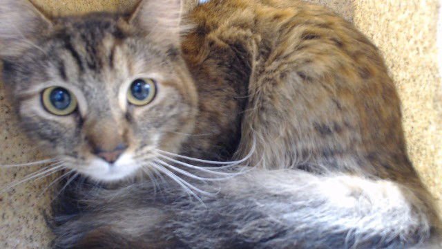 GORDA - Domestic Short Hair available for adoption