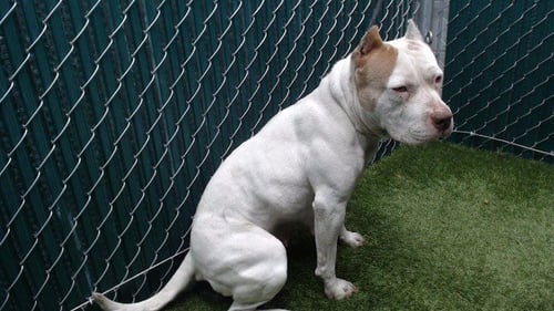 HEAVEN - Pit Bull Terrier available for adoption