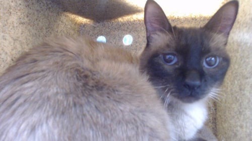 ARCHIE - Domestic Medium Hair available for adoption