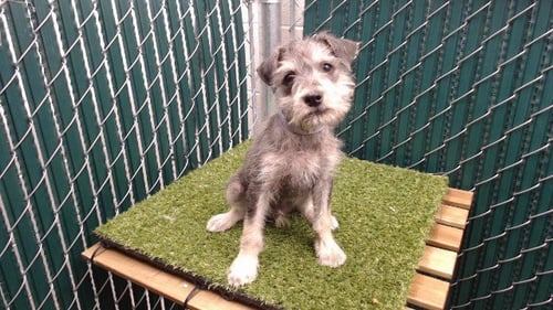 STANLEY - Miniature Schnauzer available for adoption