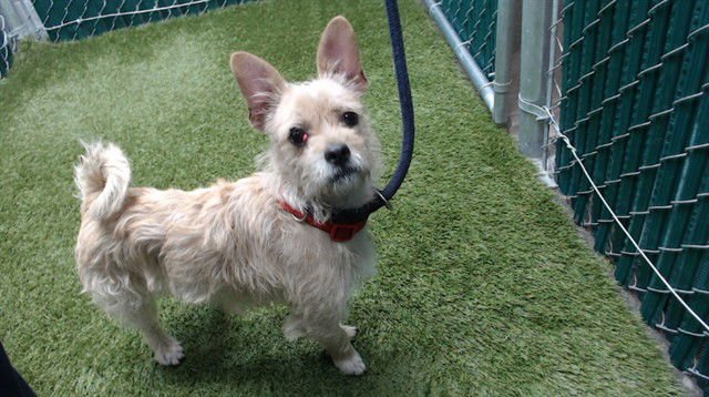 MANNY - Terrier available for adoption