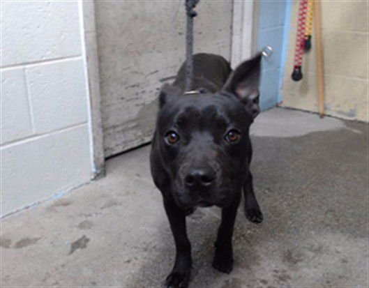 GIA - Pit Bull Terrier available for adoption