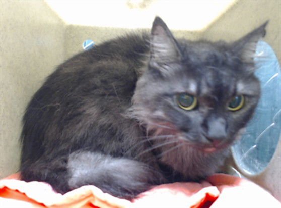 STORM - Domestic Long Hair available for adoption