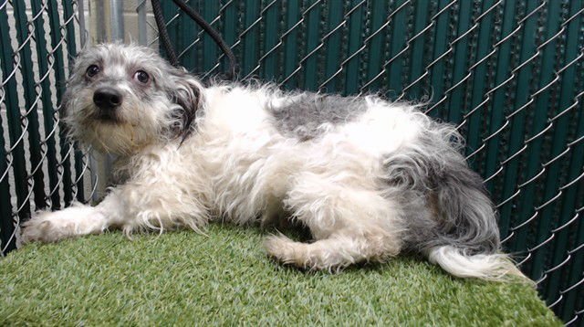 GALAXY - Terrier available for adoption