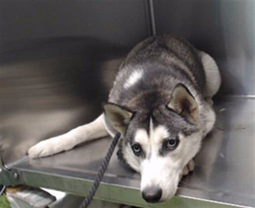JOANN - Siberian Husky available for adoption