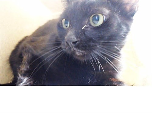 TOOTHLESS - Domestic Short Hair available for adoption