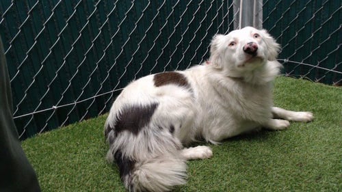 HEATHER - Collie available for adoption