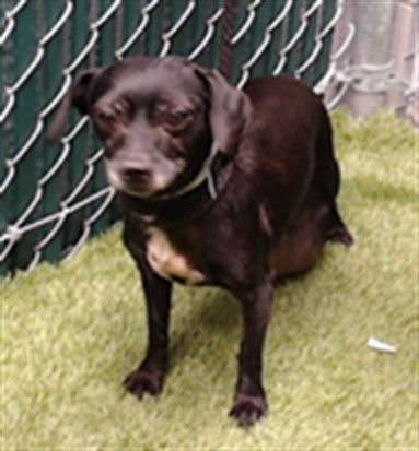 TRUDY - Chihuahua available for adoption