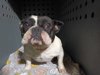 GERTIE - Photo 1