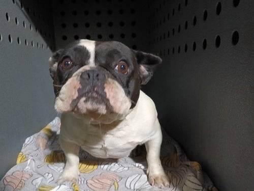 GERTIE - French Bulldog available for adoption