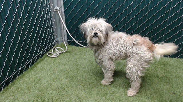 KOPI - Terrier available for adoption