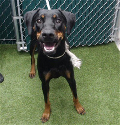 SALEM - Doberman Pinscher available for adoption