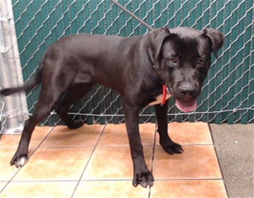 HERCULES - Labrador Retriever available for adoption