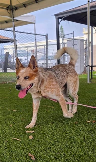 BANJO - Queensland Heeler available for adoption