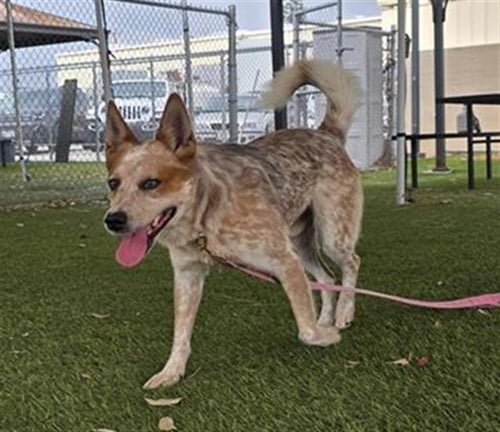 BANJO - Queensland Heeler available for adoption