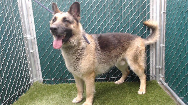 MAX - German Shepherd Dog available for adoption