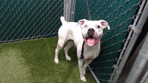 AZUCENA - Pit Bull Terrier available for adoption
