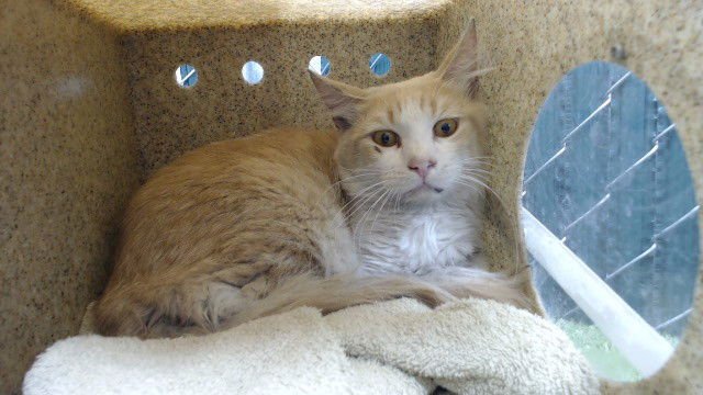 RONALD - Domestic Medium Hair available for adoption