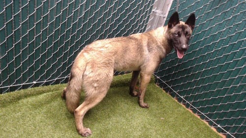 WINONA - Belgian Shepherd Malinois available for adoption