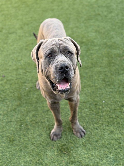 HUNKASAURUS - Mastiff available for adoption