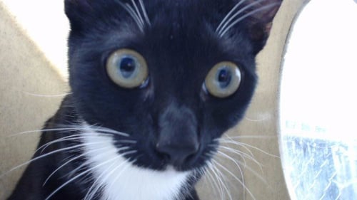 OREO - Domestic Short Hair available for adoption