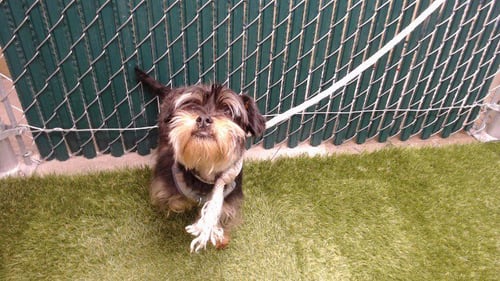 BENJIE - Terrier available for adoption